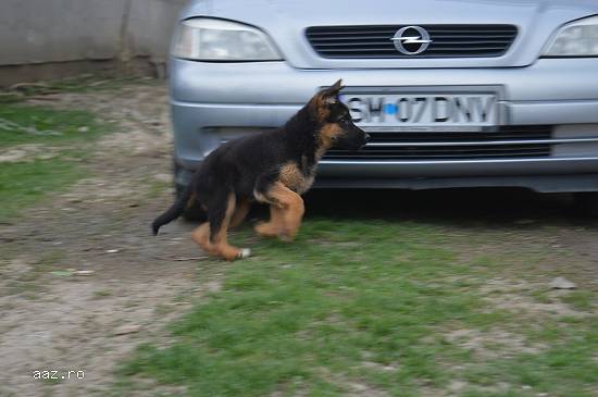 Cateii ciobanesc german linii de show.