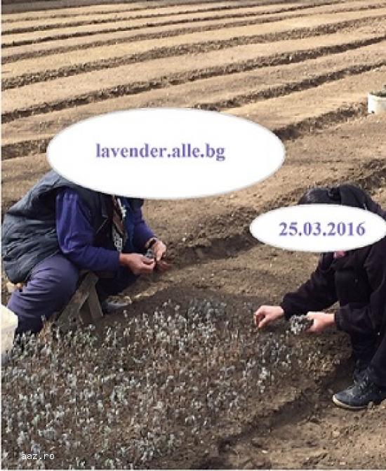 Vand butasi lavanda Sevtopolis 2017-Producător