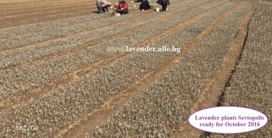 Vand butasi lavanda Sevtopolis 2017-Producător