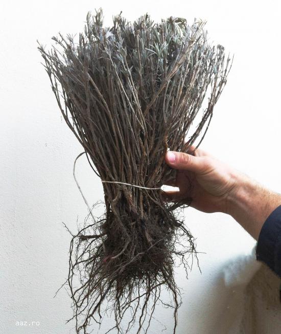 Vand butasi lavanda Sevtopolis 2017-Producător