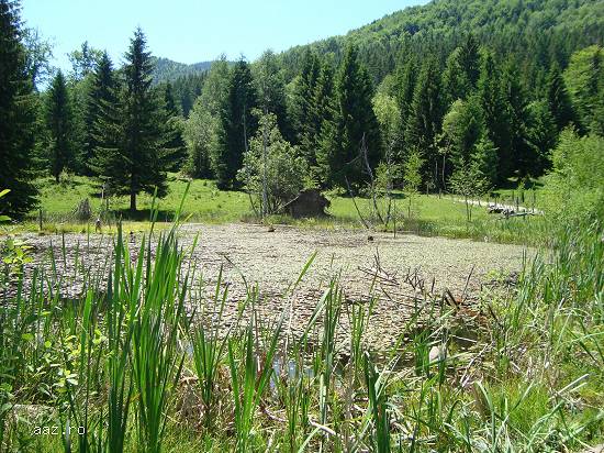 Cabana de vacanta(casa)-Valea de Pesti