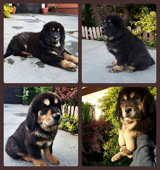 Mastiff Tibetan