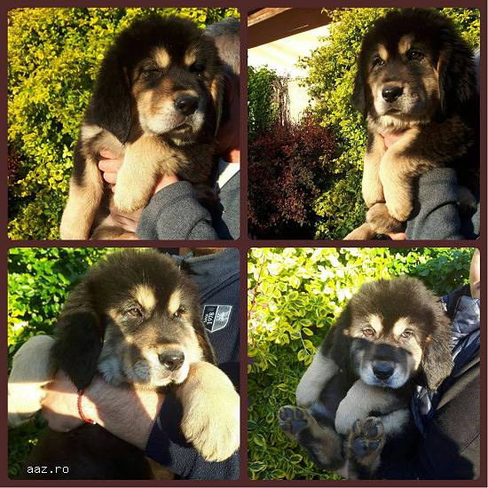 Mastiff Tibetan