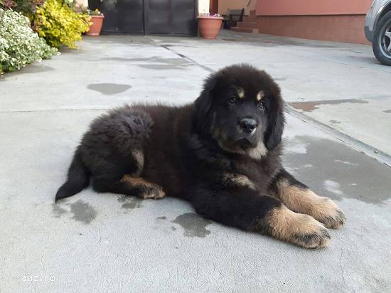Mastiff Tibetan