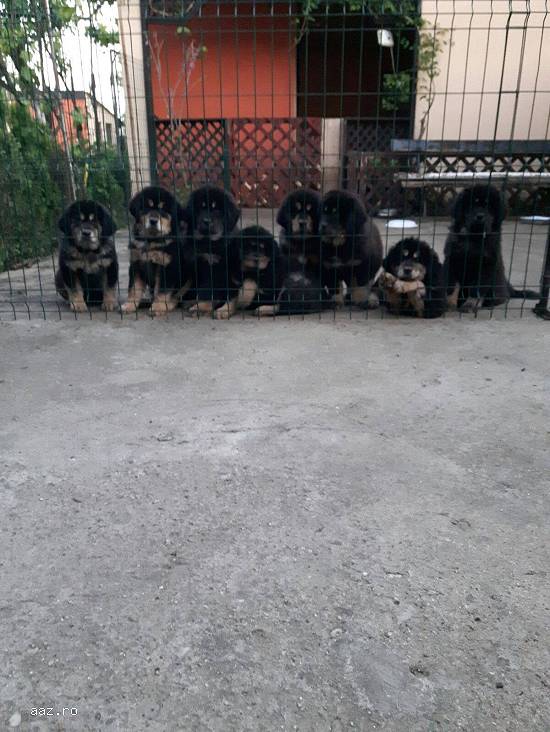 Mastiff Tibetan