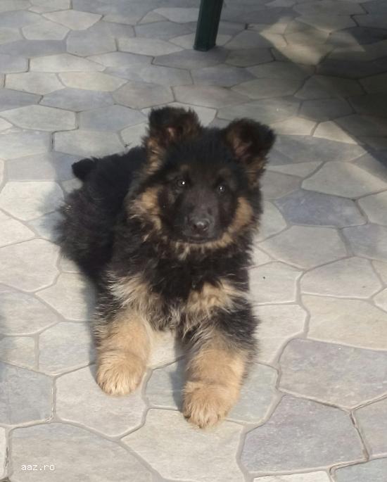 Vand pui de Ciobanesc German