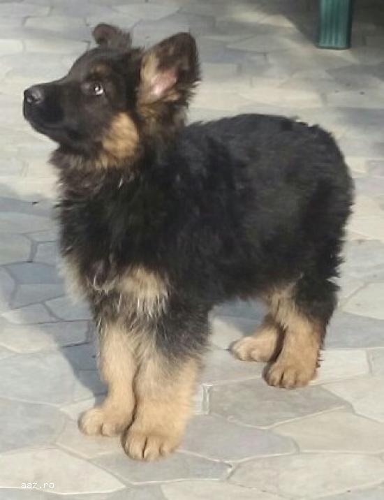 Vand pui de Ciobanesc German
