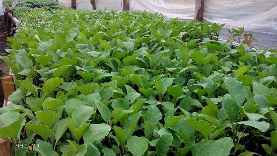 Vand rasaduri legume - rosii ardei vinete castraveti