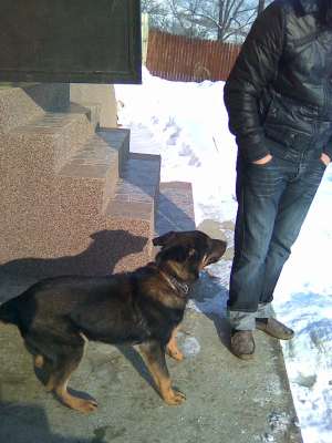 doberman