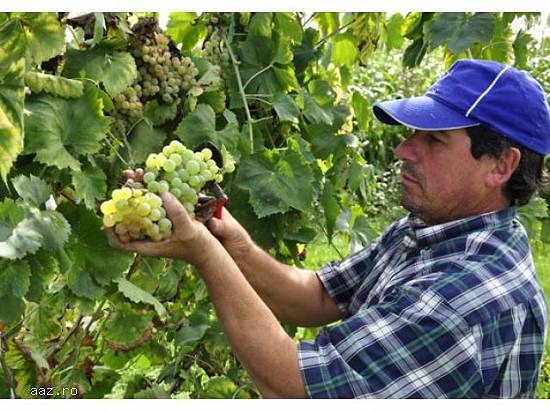 Vand vin alb/negru Podgoria Dragasani (Stare Foarte Bună)