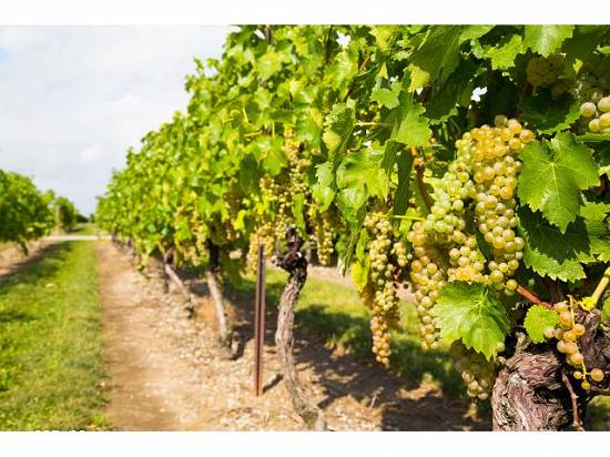 Vand vin alb/negru Podgoria Dragasani (Stare Foarte Bună)