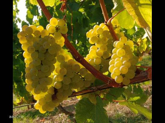 Vand vin alb/negru Podgoria Dragasani (Stare Foarte Bună)