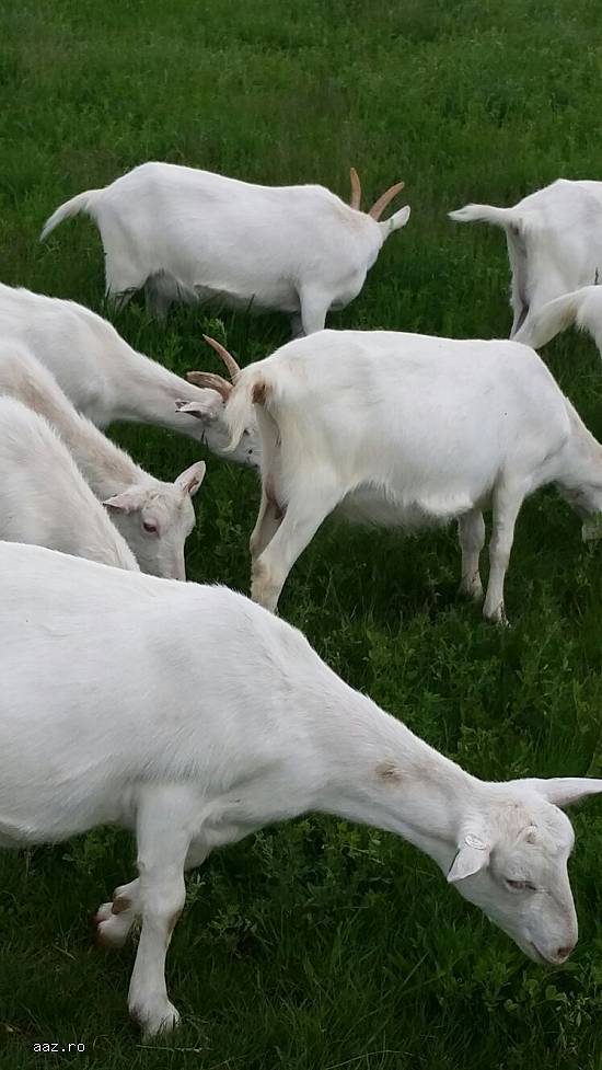Fac Transport  de animale sau alta marfa in tara sau in toata Europa.