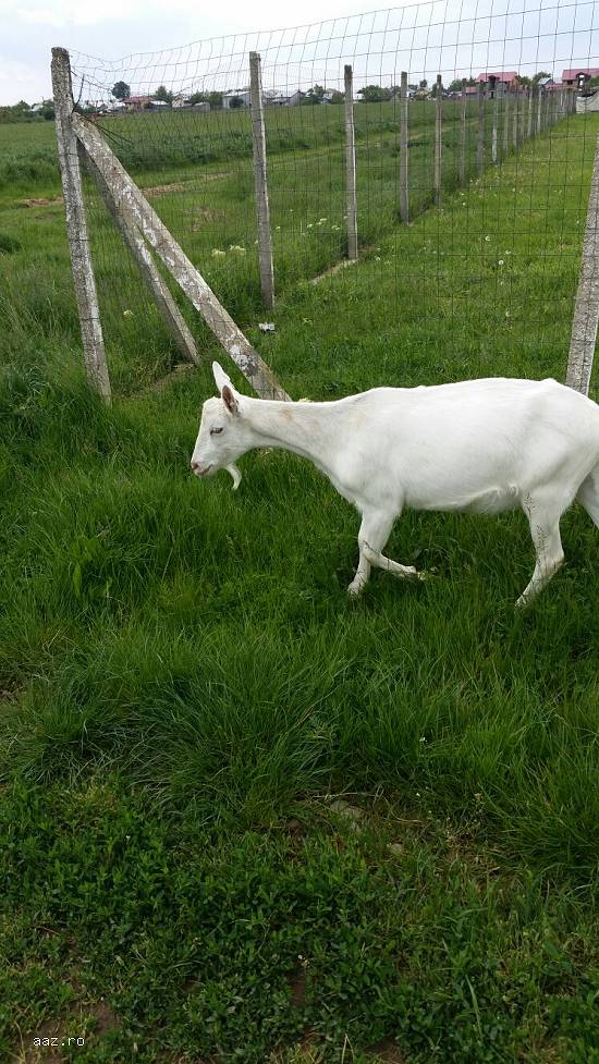 Fac Transport  de animale sau alta marfa in tara sau in toata Europa.