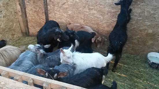 Vand capre 150lei/bucata negociabil