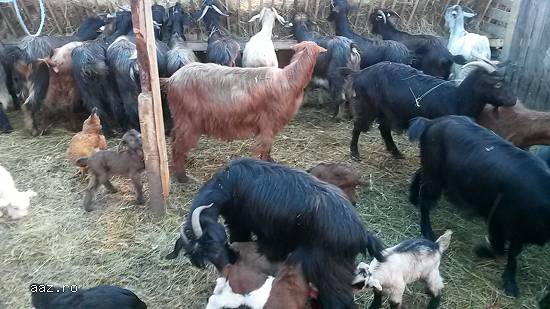 Vand capre 150lei/bucata negociabil