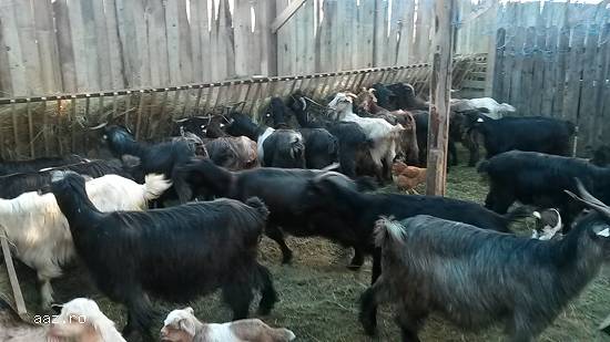 Vand capre 150lei/bucata negociabil