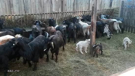 Vand capre 150lei/bucata negociabil