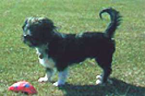 bichon havanez talie mijlocie