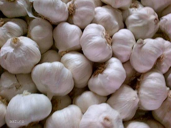 Vand usturoi nou import Spania
