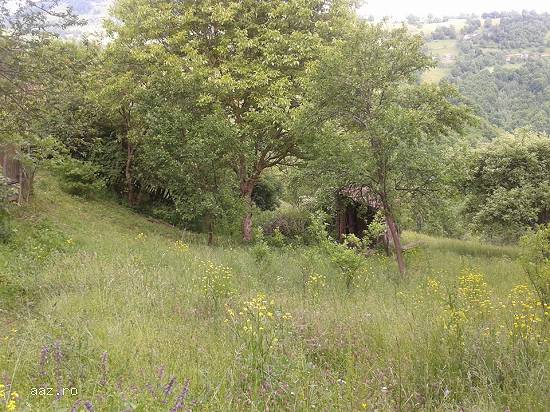 Vand casa la munte cu teren in Judetul Alba