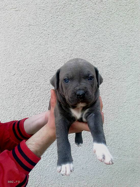 Pui amstaff blue