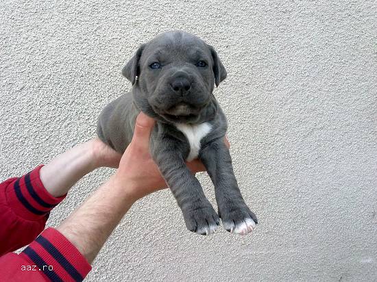 Pui amstaff blue