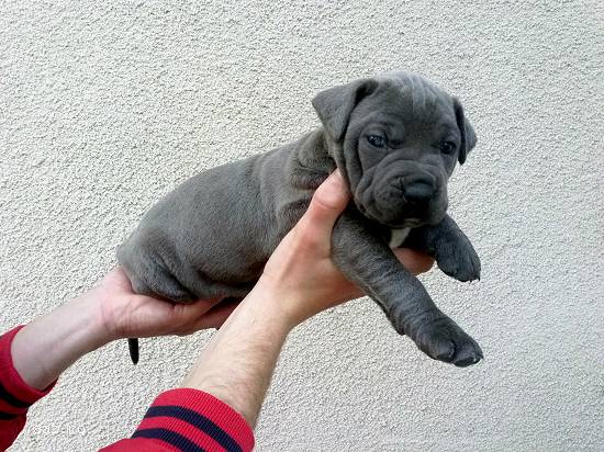 Pui amstaff blue