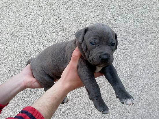 Pui amstaff blue
