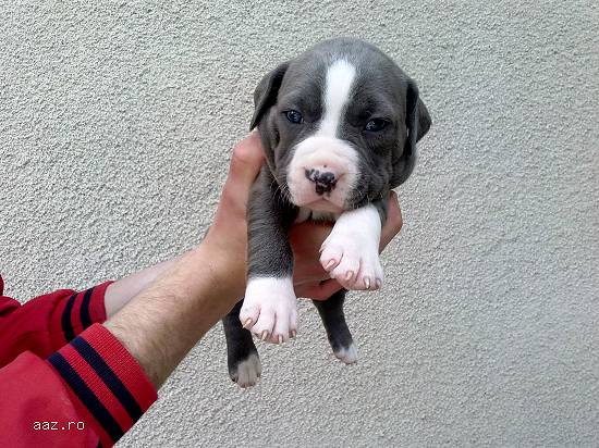 Pui amstaff blue