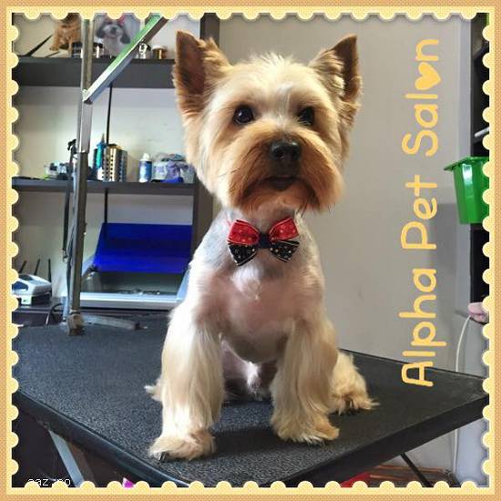 Salon frizerie canina AlphaPet