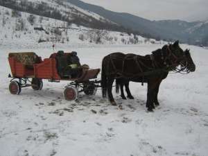 Vand trasura cu doua Iepe