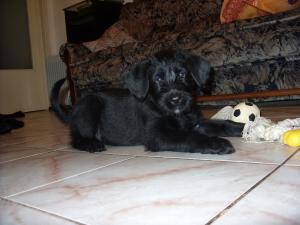 Vand pui Schnauzer Urias