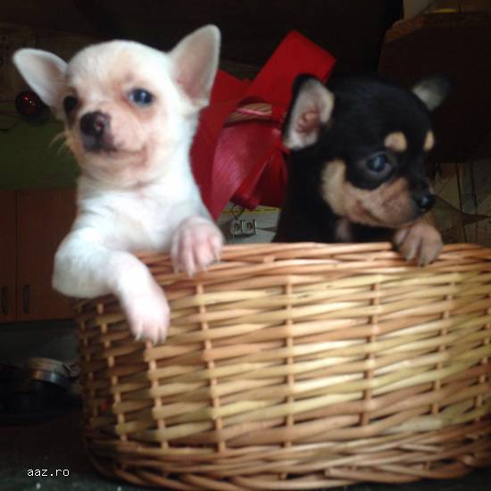 pui mici si foarte mici chihuahua