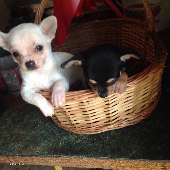 pui mici si foarte mici chihuahua