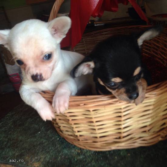 pui mici si foarte mici chihuahua