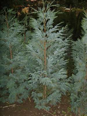 producem plante ornamentale
