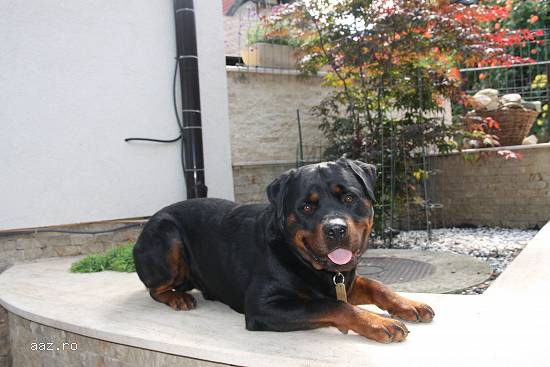 Rottweiler caut prietena