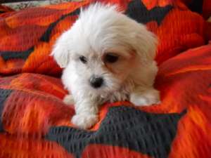 bichon maltese si bolognese