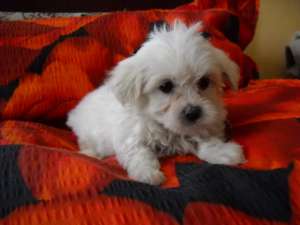 bichon maltese si bolognese