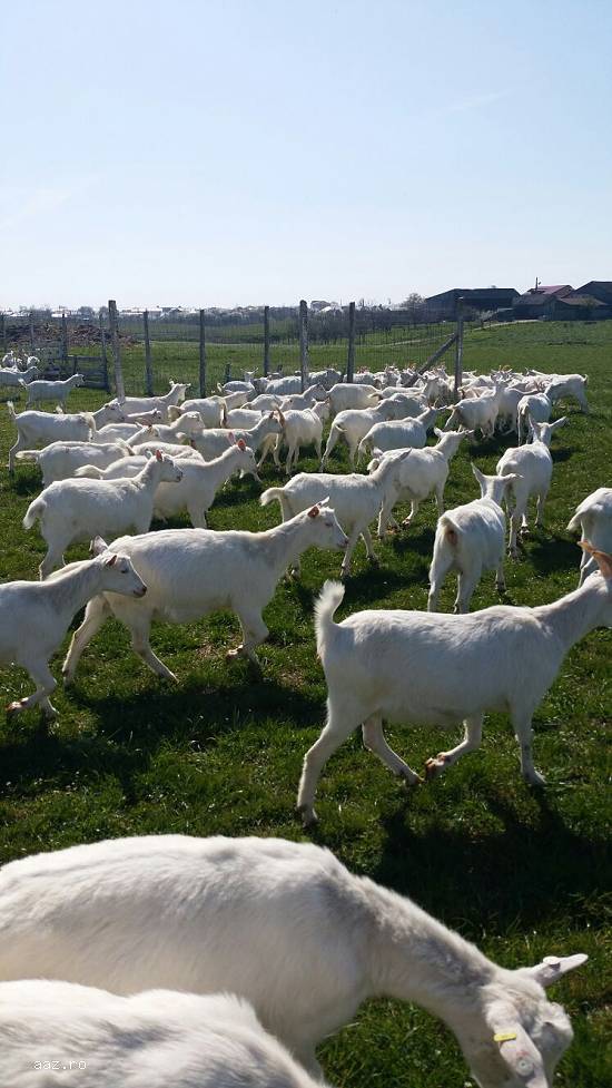 Capre 100buc  tinere foarte bune de lapte saanen