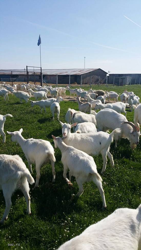 Capre 100buc  tinere foarte bune de lapte saanen