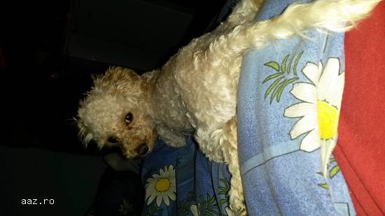 Caniche toy monta. Caut baietel