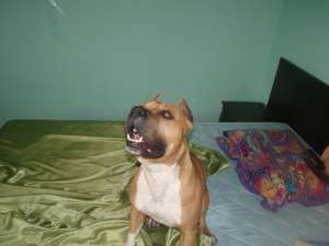 Ofer la monta mascul amstaff cu pedigree