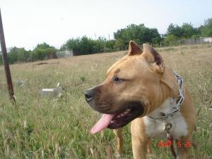 Ofer la monta mascul amstaff cu pedigree