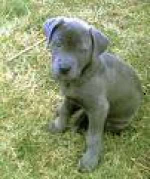 vand cane corso