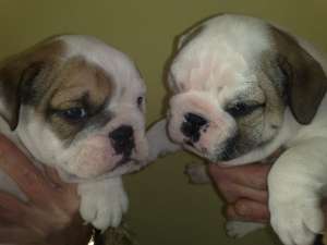 De vanzare catelusi Bulldog englez si bulldog francez