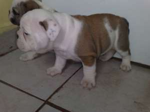 De vanzare catelusi Bulldog englez si bulldog francez