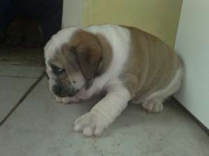De vanzare catelusi Bulldog englez si bulldog francez