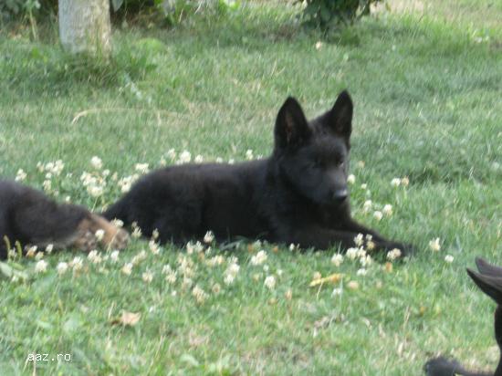 vand catei ciobanesc german 6 saptaman